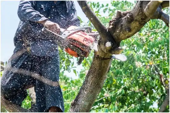 tree services Sisco Heights